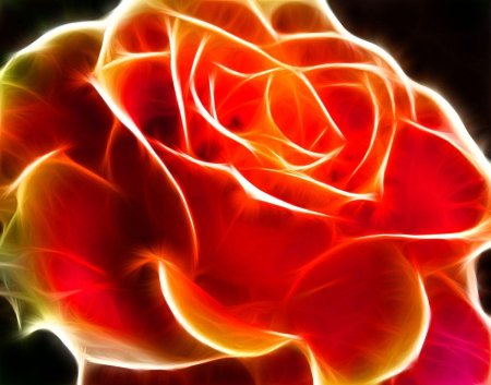 Роза датч Файер