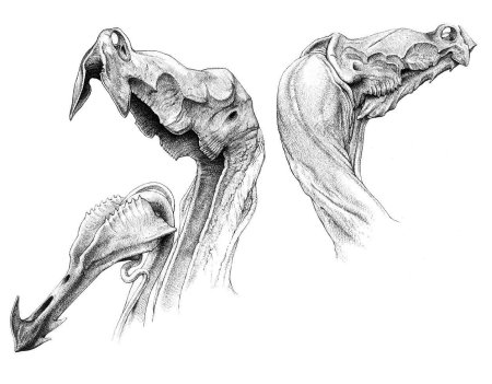 Дарвин 4 Уэйн Барлоу