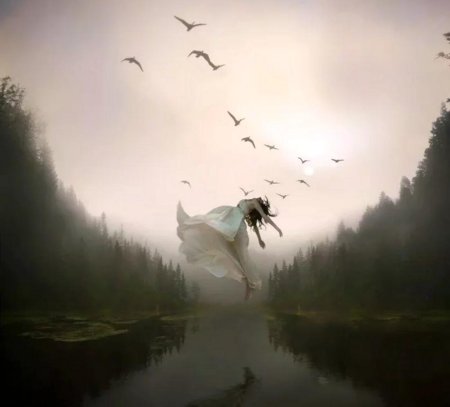 Одинокие птицы