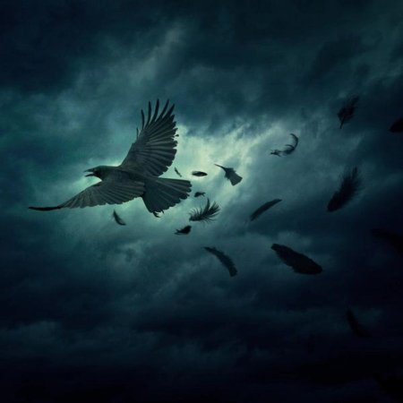 Вороны в небе