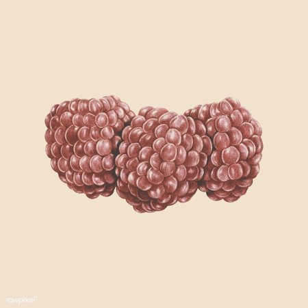 Малина рисунок