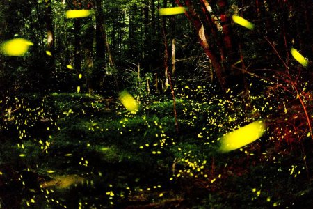 Светлячки в Абхазии