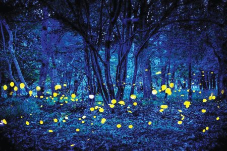 Биолюминесценция светлячков