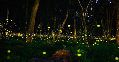 Куала Лумпур светлячки