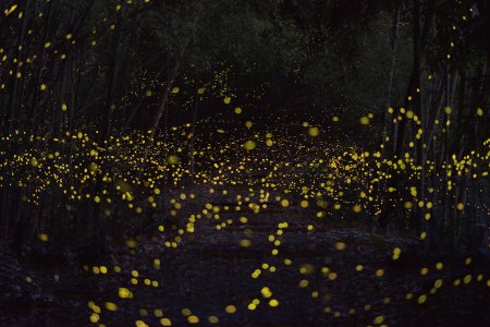 Светлячки Палаван