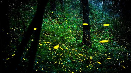 Куала Лумпур светлячки