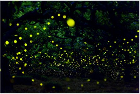 Парк светлячков в Куала Лумпур