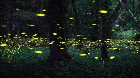 Бохоль светлячки