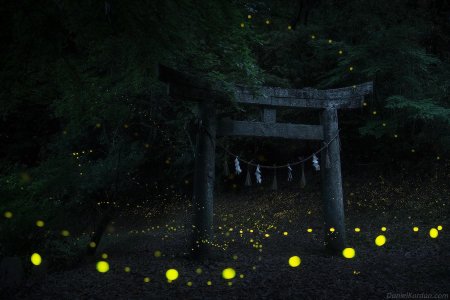 Синтоистский храм в Японии в лесу арт