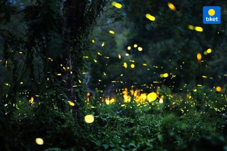 Бохоль светлячки