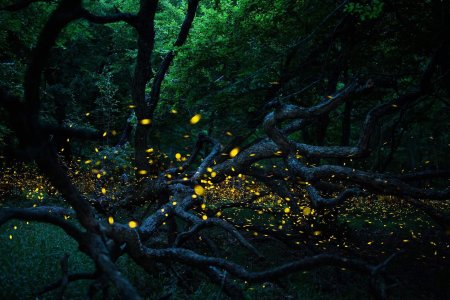 Светлячки Геншин