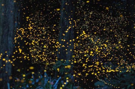 Куала Лумпур светлячки