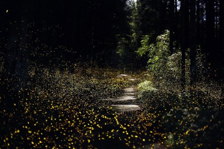 Парк светлячков в Куала Лумпур