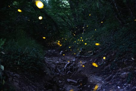Светлячки ночью