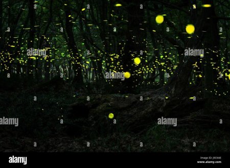 Бохоль светлячки