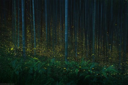 Лес светлячков в Японии