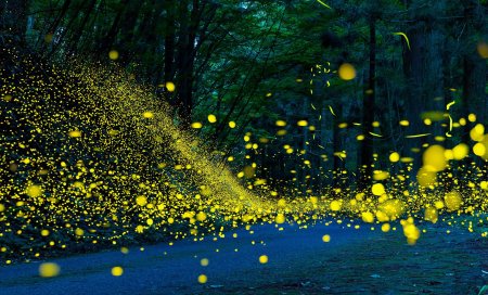 Парк светлячков в Куала Лумпур