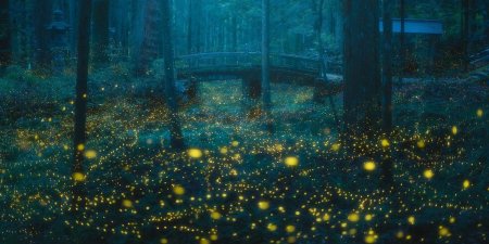 Летающие светлячки