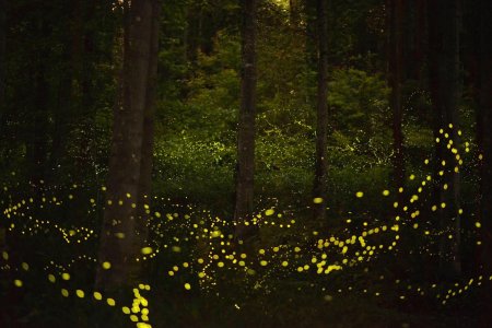 Парк светлячков в Куала Лумпур