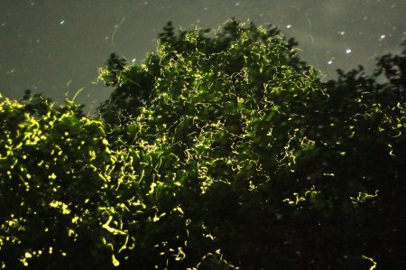 Бохоль светлячки