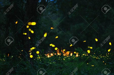 Река светлячков в Куала-Селангоре