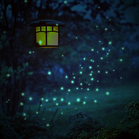 Светлячки ночью
