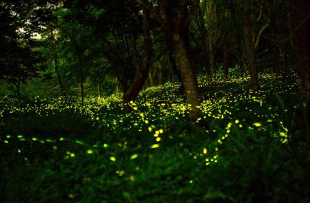 Парк светлячков в Куала Лумпур