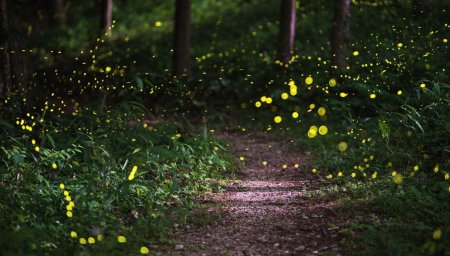 Светлячки в лесу