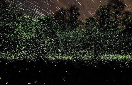 Парк светлячков в Куала Лумпур