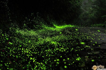 Парк светлячков в Куала Лумпур