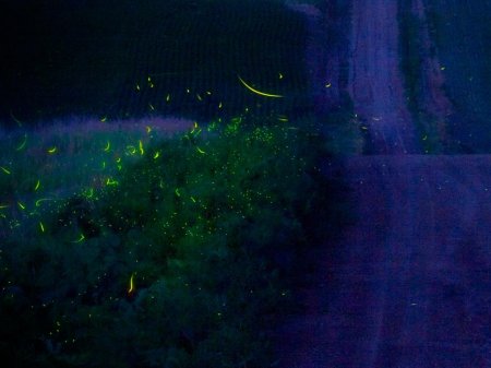 Бохоль светлячки