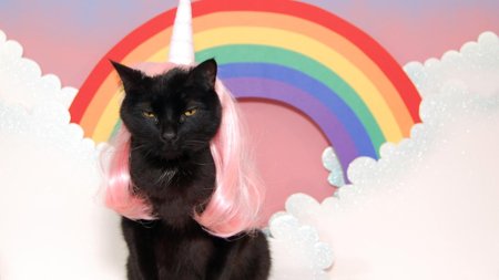 Радужная кошка