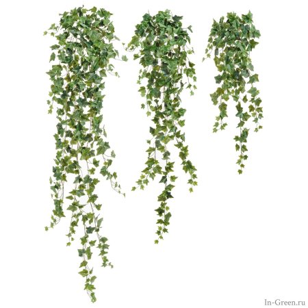 Английский плющ Олд Тэмпл зелёный