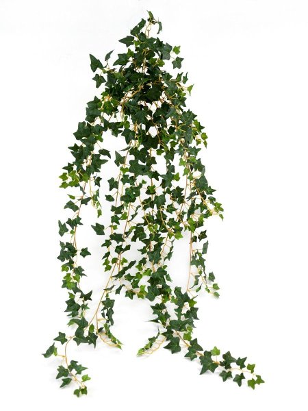 Плющ купить