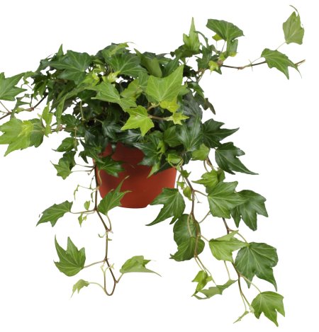 Хедера Хеликс Грин