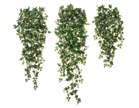 Хедера ампельная