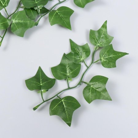 Зеленый плющ