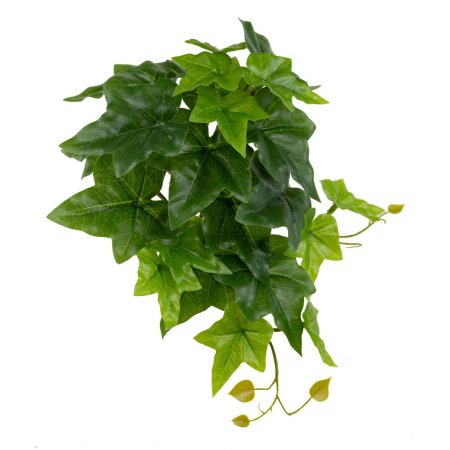 Ветка плюща