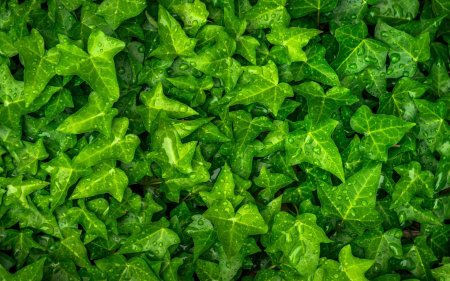 Плющ зеленый Хедера