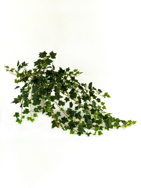 1 Штука плющ