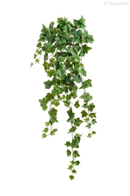 Плющ зеленый Хедера