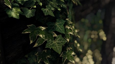 Плющ обыкновенный