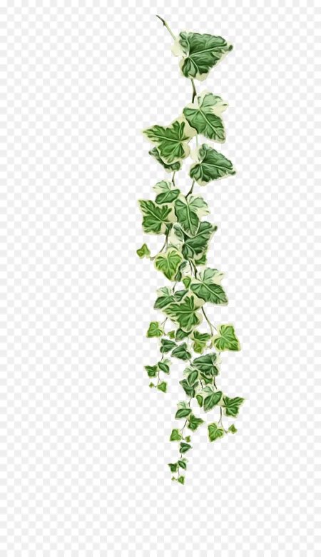 Плющ зеленый Хедера