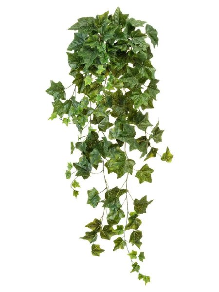 Плющ обыкновенный садовый