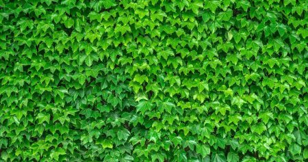 Фон зелень листья