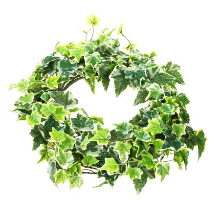 Плющ Канарский