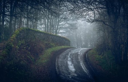 Дорога в лесу