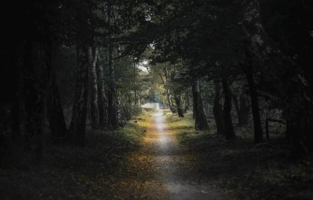 Темный лес с тропинкой