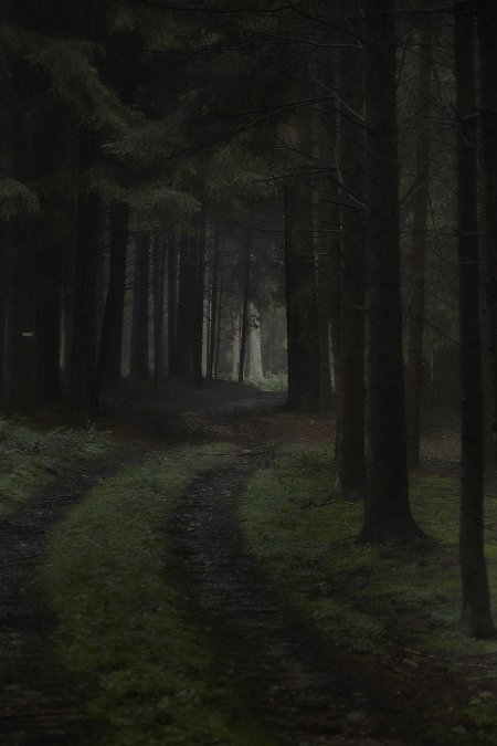 Дарк Форест густой лес