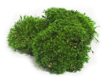 Мох сфагнум